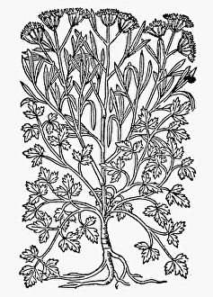 BOTANY: PARSLEY ROOT. Carum Petroselinum. Woodcut, 16th century BOTANY: PARSLEY ROOT. Carum Petroselinum. Woodcut, 16th century