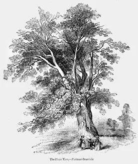 Plane Tree Gallery: BOTANY: THE PLANE TREE. Platanus orientalis. Wood engraving, 19th century