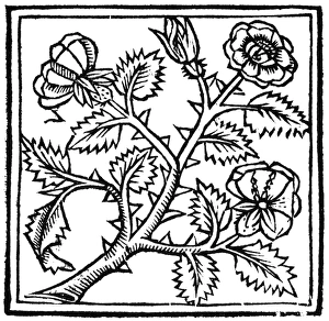 BOTANY: ROSE, 1503. Woodcut from De Viribus Herbarum, by Macer Floridus BOTANY: ROSE, 1503. Woodcut from De Viribus Herbarum, by Macer Floridus