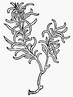 BOTANY: ROSEMARY, 1485. Rosmarinus officinalis. Woodcut from Peter Schoffers Hortus Sanitatis BOTANY: ROSEMARY, 1485. Rosmarinus officinalis. Woodcut from Peter Schoffers Hortus Sanitatis