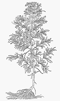 BOTANY: ROSEMARY. Rosmarinus officinalis. Woodcut, 16th century BOTANY: ROSEMARY. Rosmarinus officinalis. Woodcut, 16th century