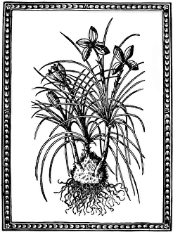 BOTANY: SAFFRON. (Crocus sativus). Woodcut from Pietro Andrea Mattiolis Commentaires BOTANY: SAFFRON. (Crocus sativus). Woodcut from Pietro Andrea Mattiolis Commentaires