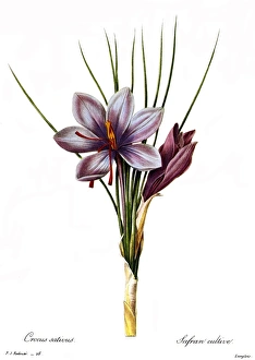 BOTANY: SAFFRON. (Crocus sativus). Engraving after a painting by Pierre Joseph Redout BOTANY: SAFFRON. (Crocus sativus). Engraving after a painting by Pierre Joseph Redout
