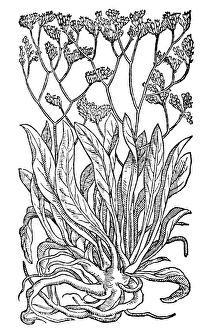 BOTANY: SEA LAVENDER. (Statice limonium) BOTANY: SEA LAVENDER. (Statice limonium)