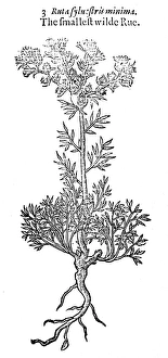 BOTANY: SMALL WILD RUE. Ruta sylvestris minima BOTANY: SMALL WILD RUE. Ruta sylvestris minima