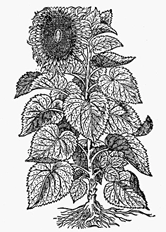 BOTANY: SUNFLOWER, 1597. Helianthus. Woodcut from John Gerards Herball BOTANY: SUNFLOWER, 1597. Helianthus. Woodcut from John Gerards Herball