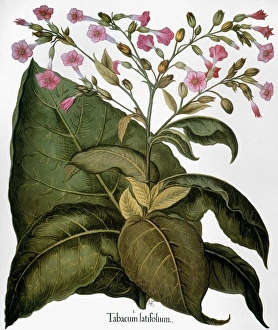 BOTANY: TOBACCO PLANT. (Nicotiana tabacum) in flower. Engraving for Basilius Beslers BOTANY: TOBACCO PLANT. (Nicotiana tabacum) in flower. Engraving for Basilius Beslers