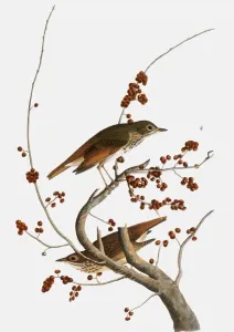 Antique Botanical Prints For Sale Prints: AUDUBON: THRUSH. Hermit Thrush (Catharus guttatus)
