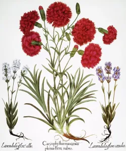 Antique Botanical Prints: CARNATION & LAVENDER, 1613. Carnation (Caryophyllaceae) and lavender (Labiatae)