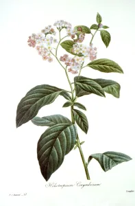 Antique Botanical Prints For Sale Prints: HELIOTROPE (Heliotropium arborescens). Engraving after a painting, by P. J. Redoute