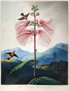 British Landscape Artwork Prints: THORNTON: SENSITIVE PLANT. Large Flowering Sensitive Plant (Calliandra grandiflora Bentham)