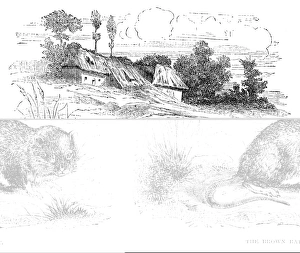 BROWN RAT. /nWood engraving, 19th century BROWN RAT. /nWood engraving, 19th century
