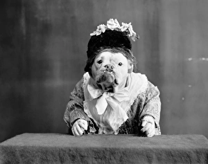 BULLDOG, c1905. The Missis. Photograph, c1905 BULLDOG, c1905. The Missis. Photograph, c1905