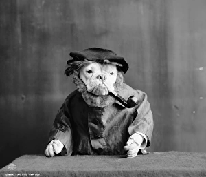 BULLDOG, c1905. An Old Sea Dog. Photograph, c1905 BULLDOG, c1905. An Old Sea Dog. Photograph, c1905