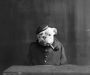 BULLDOG, c1905. Tommy Atkins. Photograph, c1905 BULLDOG, c1905. Tommy Atkins. Photograph, c1905