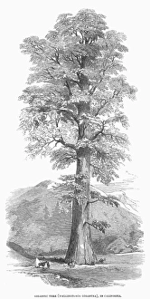 CALIFORNIA: GIGANTIC TREE. Wellingtonia gigantea. Wood engraving, 1854 CALIFORNIA: GIGANTIC TREE. Wellingtonia gigantea. Wood engraving, 1854