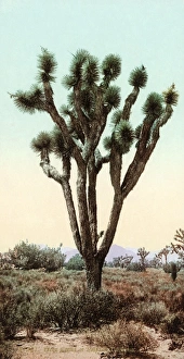 CALIFORNIA: JOSHUA TREE. Joshue tree in Hesperia, California, in the Mojave Desert CALIFORNIA: JOSHUA TREE. Joshue tree in Hesperia, California, in the Mojave Desert