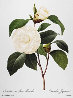 CAMELLIA, 1833. White camellia (Camellia japonica). Engraving after a painting by Pierre-Joseph Redout CAMELLIA, 1833. White camellia (Camellia japonica). Engraving after a painting by Pierre-Joseph Redout