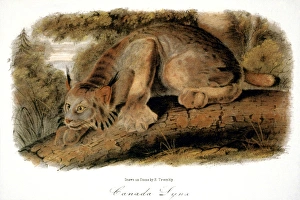 CANADA LYNX, 1846. (lynx canadensis). Lithograph, after the painting by John James Audubon CANADA LYNX, 1846. (lynx canadensis). Lithograph, after the painting by John James Audubon