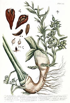 Biology Gallery: CARDAMOM, 1735. The cardamon plant with seedpod. Line engraving by Elizabeth Blackwell from her