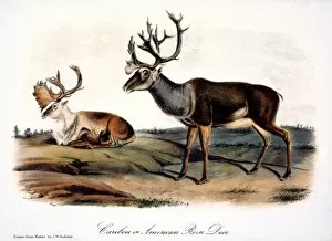 CARIBOU (RANGIFER CARIBOU): lithograph, 1846, after the painting by John James Audubon