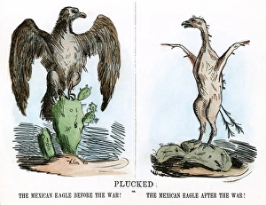 CARTOON: MEXICAN WAR, 1847. Plucked. An American cartoon on the outcome of the war with Mexico CARTOON: MEXICAN WAR, 1847. Plucked. An American cartoon on the outcome of the war with Mexico