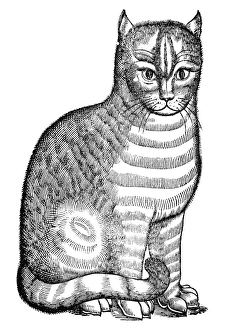 CAT. Woodcut from Edward Topsells The History of Four-Footed Beasts, London, 1607 CAT. Woodcut from Edward Topsells The History of Four-Footed Beasts, London, 1607