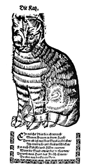 CAT. Woodcut, German, late 16th century CAT. Woodcut, German, late 16th century