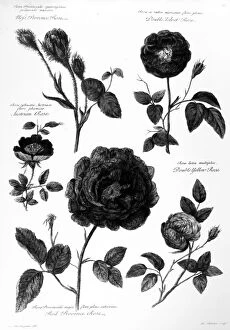 Fletcher Gallery: CATALOGUS PLANTARUM, 1730. Clockwise from top left: Moss provence rose; double