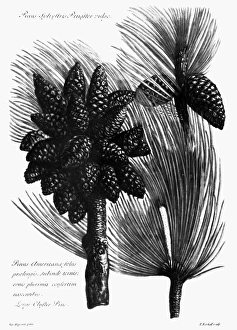 CATALOGUS PLANTARUM, 1730. Large cluster pine CATALOGUS PLANTARUM, 1730. Large cluster pine