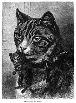 CATS. Cat carrying her kitten. Line engraving, 19th century CATS. Cat carrying her kitten. Line engraving, 19th century