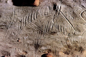 CAVE ART: HORSE. Engraved head of a horse in the Rouffignac cave, Dordogne, France, c11, 000 B.C