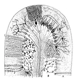 Nerve Gallery: Cell types in the mammalian cerebellum: drawing, 1894, by the Spanish histologist Santiago Ramon y