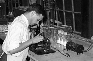 CHEMIST, 1938. Chemist running microscopic experiment on sweet potato starch, Laurel, Mississippi CHEMIST, 1938. Chemist running microscopic experiment on sweet potato starch, Laurel, Mississippi