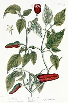Biology Gallery: CHILI PEPPER, 1735. Line engraving by Elizabeth Blackwell from her book A Curious Herbal published
