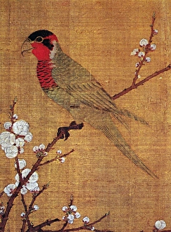 CHINA: PARAKEET. Detail from Five Colored Parakeet on Blossoming Apricot Tree CHINA: PARAKEET. Detail from Five Colored Parakeet on Blossoming Apricot Tree