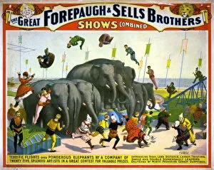 Brothers Gallery: CIRCUS POSTER, c1899. American poster, c1899, for Forepaugh & Sells Brothers Circus
