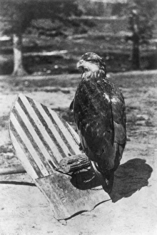 CIVIL WAR: EAGLE MASCOT. Old Abe, the bald eagle which was the mascot of the Eighth CIVIL WAR: EAGLE MASCOT. Old Abe, the bald eagle which was the mascot of the Eighth