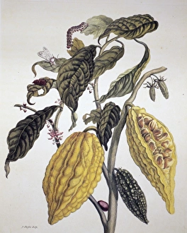 COCOA. Branch of a cocoa tree (Theobroma cacao). Line engraving by P. Sluyter after a drawing by Maria Sibylla Merian, from Merians De metamorphosibus insectorum Surinamensium, 1705 COCOA. Branch of a cocoa tree (Theobroma cacao). Line engraving by P. Sluyter after a drawing by Maria Sibylla Merian, from Merians De metamorphosibus insectorum Surinamensium, 1705