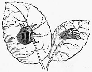 COLORADO POTATO BEETLE. Line engraving, 19th century COLORADO POTATO BEETLE. Line engraving, 19th century