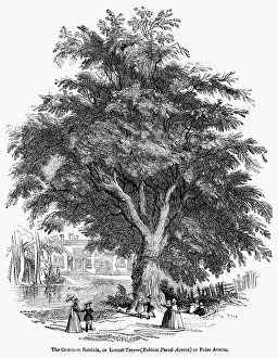 False Acacia Gallery: THE COMMON ROBINIA. The Common Robinia or Locust-Tree (Robinia Pseud-Acacia) or False Acacia