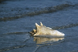 CONCH SHELL. A conch shell on a beach. Photograph, c1973 CONCH SHELL. A conch shell on a beach. Photograph, c1973