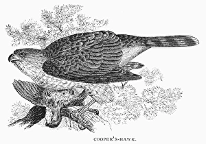 COOPER'S HAWK. Line engraving, 19th century COOPER'S HAWK. Line engraving, 19th century