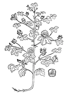 COTTON PLANT, 16th CENTURY. Woodcut, 16th century COTTON PLANT, 16th CENTURY. Woodcut, 16th century