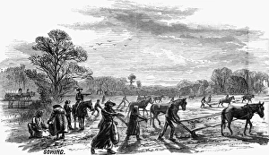 COTTON PLANTATION, 1867. Sowing. Wood engraving, 1867, after a drawing by A.R. Waud COTTON PLANTATION, 1867. Sowing. Wood engraving, 1867, after a drawing by A.R. Waud