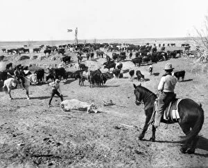 COWBOYS, c1905. Cattle being branded by three cowboys on a ranch in western America