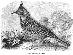 CRESTED LARK. Wood engraving, 19th century CRESTED LARK. Wood engraving, 19th century