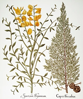 CYPRESS, 1613. Spanish broom (Spartium junceum) and Italian cypress CYPRESS, 1613. Spanish broom (Spartium junceum) and Italian cypress