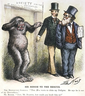 DARWIN CARTOON. An 1871 cartoon by Thomas Nast satirizing Charles Darwins theory DARWIN CARTOON. An 1871 cartoon by Thomas Nast satirizing Charles Darwins theory