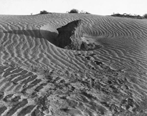 DUST BOWL, 1936. Farmland in Texas eroded by dust storms as a result of overgrazing DUST BOWL, 1936. Farmland in Texas eroded by dust storms as a result of overgrazing
